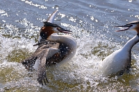 fuut (Podiceps cristatus) 3-2016 7102